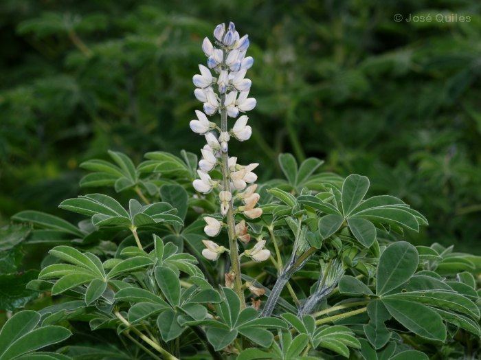 Lupinus albus Lupinus albus Health effects and herbal facts