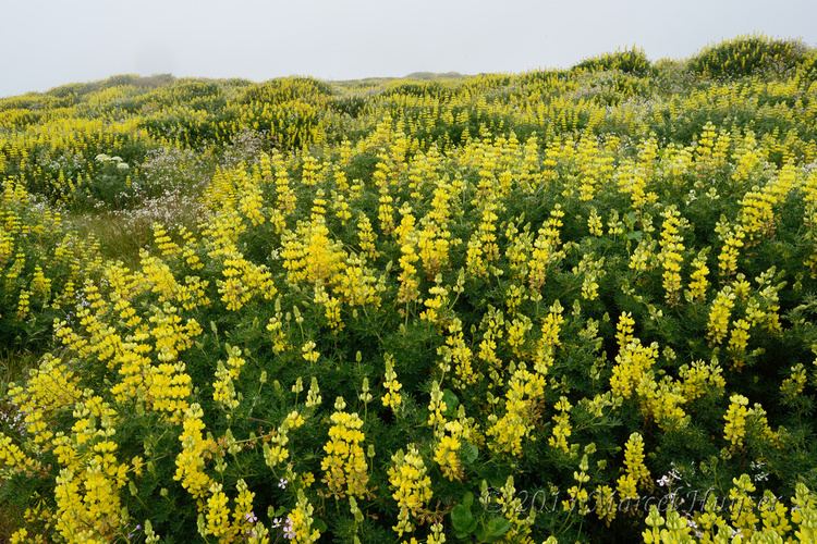 Lupinus arboreus Marcel Huijser Photography California Yellow lupine Lupinus