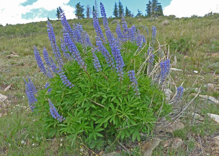 Lupinus argenteus Southwest Colorado Wildflowers Lupinus argenteus