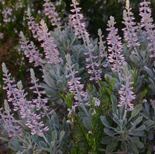 Lupinus aridorum httpsuploadwikimediaorgwikipediacommonsbb