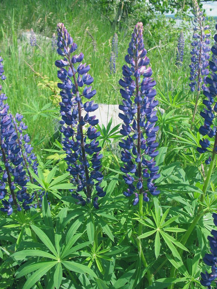 Lupinus Lupinus polyphyllus blue lupine Go Botany