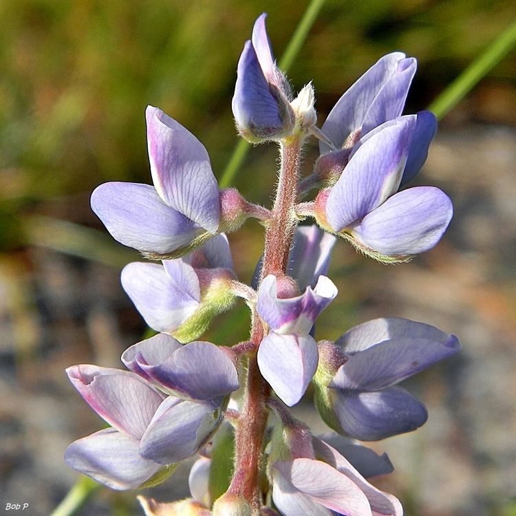 Lupinus diffusus FileSkyblue lupine Lupinus diffusus in July 7537894922jpg