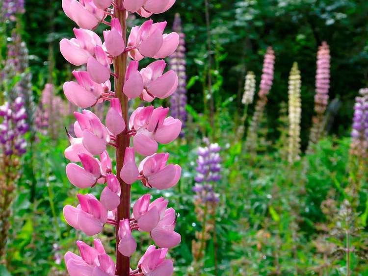 Lupinus wwwsagacoukcontentlibrarysagapublishingvert