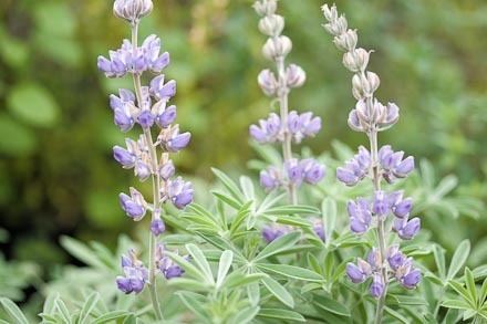Lupinus formosus Lupinus formosus Gallery Bay Natives Bring Nature Into Your Life