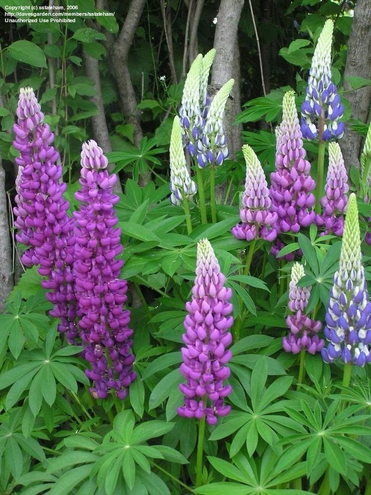 Lupinus polyphyllus PlantFiles Pictures Dwarf Lupine 39Gallery Blue39 Lupinus