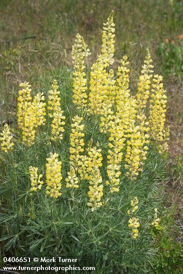 Lupinus sulphureus Lupinus sulphureus sulphur lupine Wildflowers of the Pacific