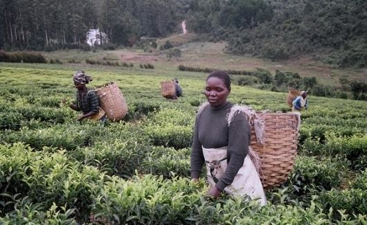 Luponde Luponde Estates Tanzania Handelspartners Fair Trade Original
