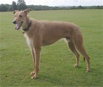 Lurcher Lurcher Dog Breed Information and Pictures