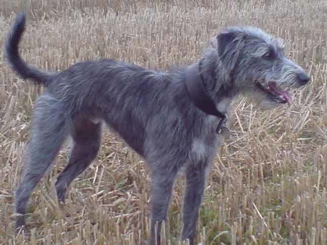 Lurcher Choosing a Lurcher For All Pointy Dogs