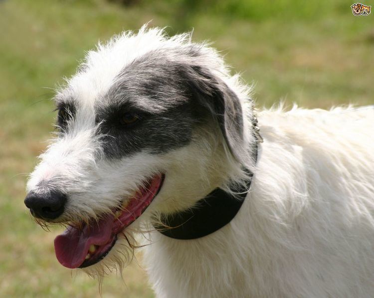 Lurcher Lurcher Dog Breed Information Facts Photos Care Pets4Homes