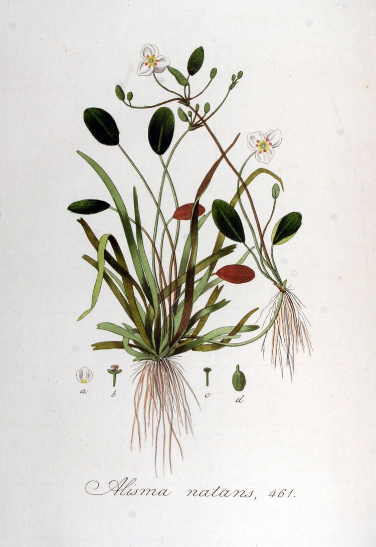 Luronium Luronium natans Hortipedia