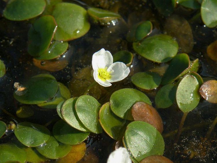 Luronium Luronium natans Floating water plantain Alisma natans