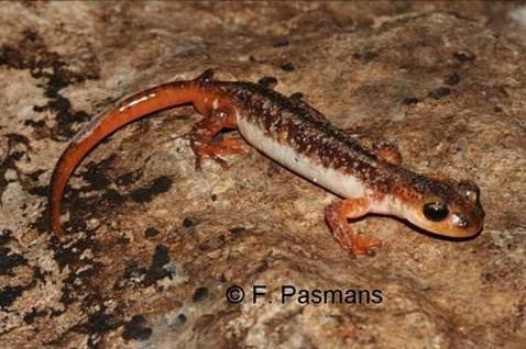 Luschan's salamander EDGE Blog Species of the Week Luschan39s Salamander