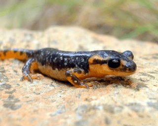 Luschan's salamander GO GREECE YOUR WAY Protection of endangered species