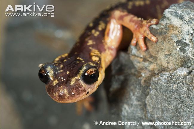 Luschan's salamander Luschan39s salamander photo Lyciasalamandra luschani G23855 ARKive