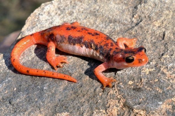 Luschan's salamander Luschan39s Salamander Amphibians Pinterest Salamanders