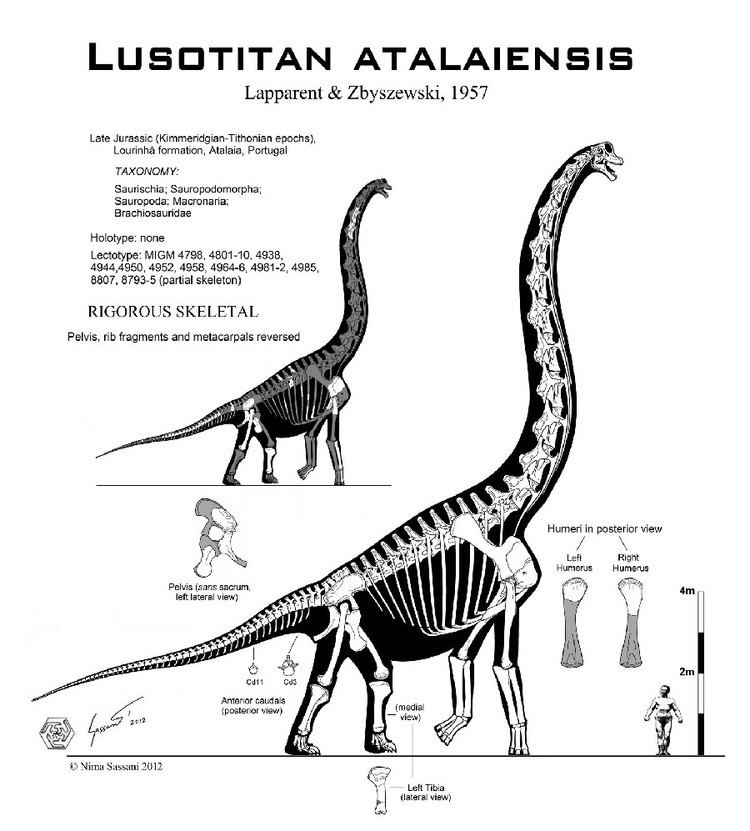 Lusotitan imagesdinosaurpicturesorglusotitanatalaiensis