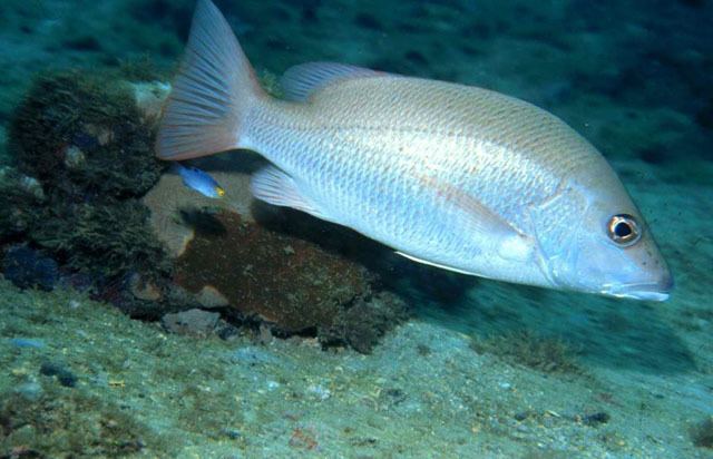 Lutjanidae Fish Identification