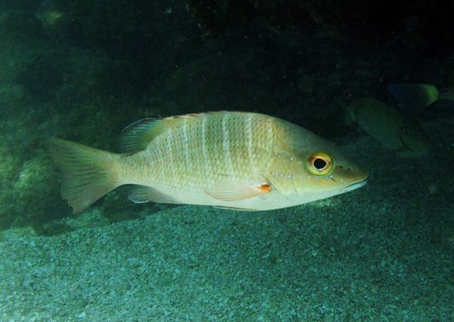 Lutjanus Fish Identification