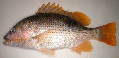 Lutjanus johnii Fishes of Andaman Sea