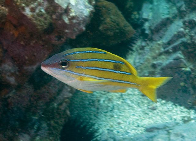Lutjanus quinquelineatus Fish Species of Nelson Bay Page Eight