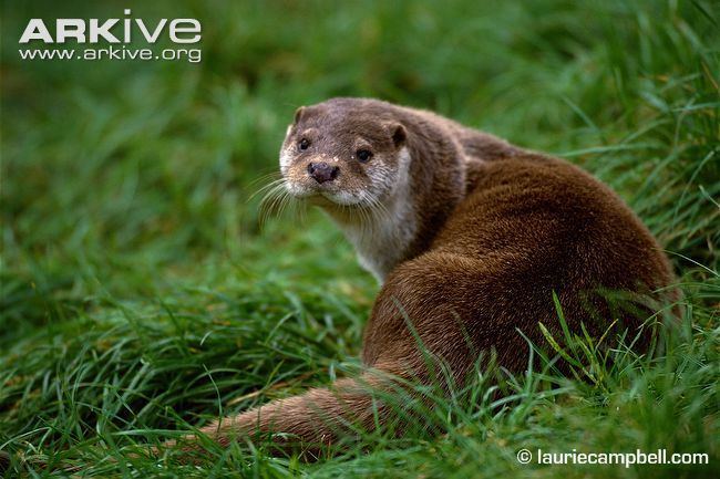 Lutra Common otter videos photos and facts Lutra lutra ARKive