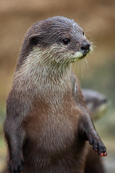 Lutra Euroasian Otter Lutra Lutra Otter Facts and Information