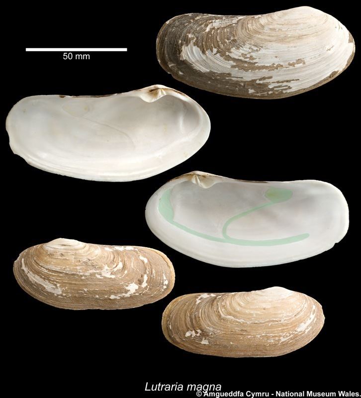 Lutraria Lutraria magna da Costa 1778 Marine Bivalve Shells of the
