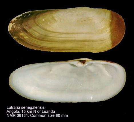Lutraria HomeNATURAL HISTORY MUSEUM ROTTERDAM Mollusca Bivalvia