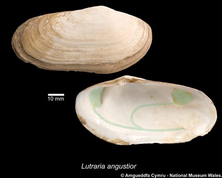Lutraria lutraria Lutraria angustior Philippi 1844 Marine Bivalve Shells of the