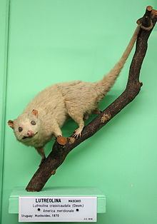 Lutrine opossum httpsuploadwikimediaorgwikipediacommonsthu