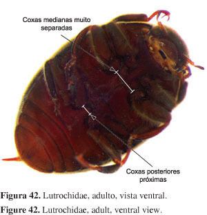 Lutrochidae Family level key to aquatic Coleoptera Insecta of So Paulo State