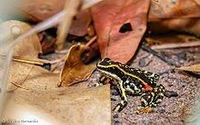 Lutz's poison frog httpsuploadwikimediaorgwikipediacommonsthu