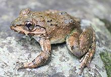 Luzon fanged frog httpsuploadwikimediaorgwikipediacommonsthu
