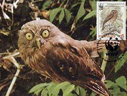 Luzon hawk-owl httpsuploadwikimediaorgwikipediacommonsthu