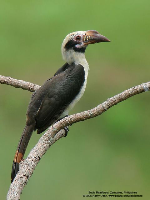 Luzon hornbill wwwbirdforumnetopusimages22dLuzonHornbilljpg