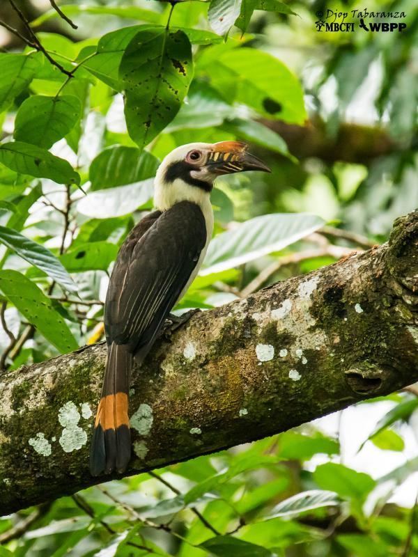 Luzon hornbill Luzon Hornbill Penelopides manillae videos photos and sound