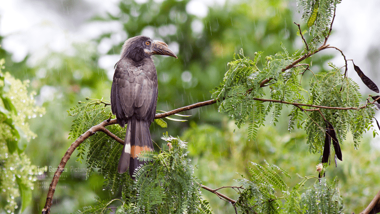 Luzon hornbill Luzon Hornbill wbph