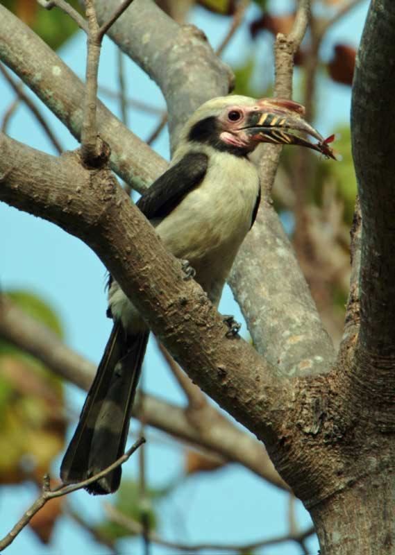 Luzon hornbill Luzon Hornbill Penelopides manillae videos photos and sound