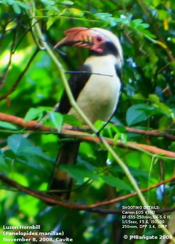 Luzon hornbill Luzon Hornbill Penelopides manillae jmbagate Flickr