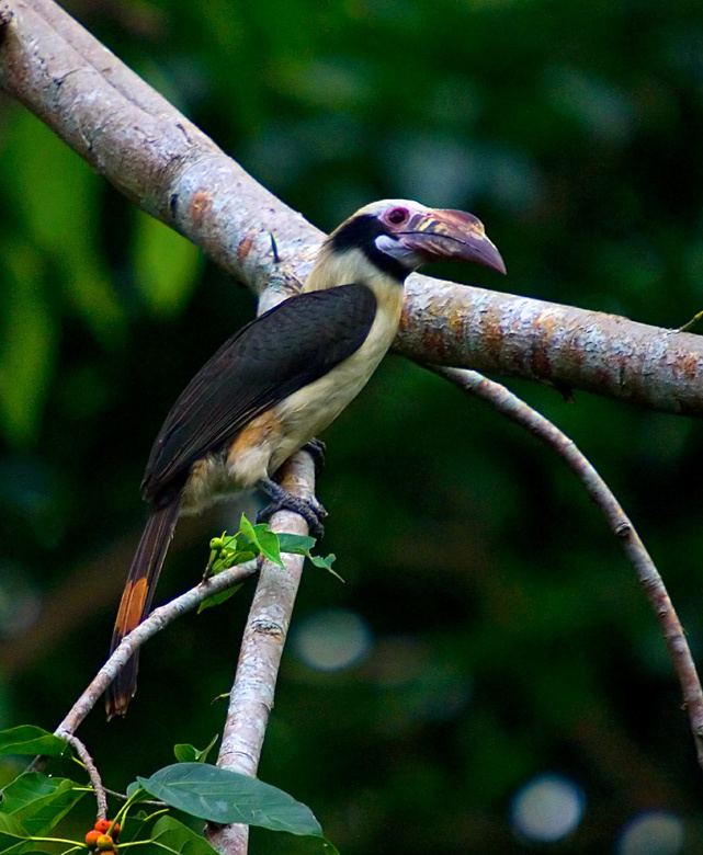 Luzon hornbill TrekNature Luzon Hornbill Photo