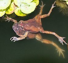 Luzon narrow-mouthed frog httpsuploadwikimediaorgwikipediacommonsthu