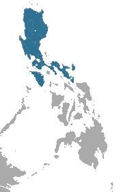 Luzon shrew httpsuploadwikimediaorgwikipediacommonscc