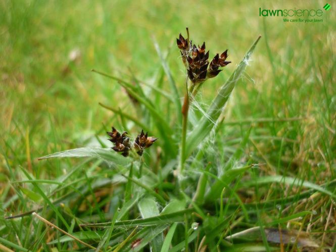 Luzula campestris Field woodrush luzula campestris Lawn Weeds Lawn Care Blog