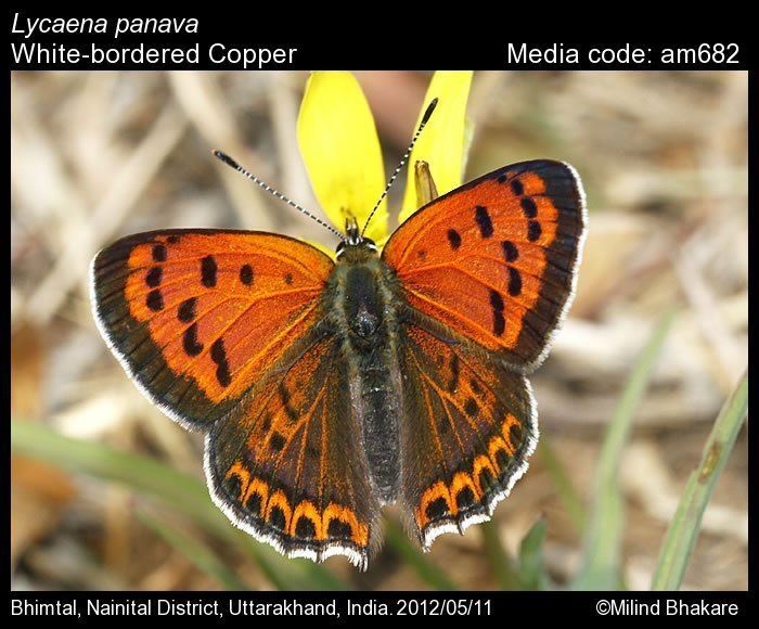 Lycaena Lycaena panava Whitebordered Copper Butterflies of India
