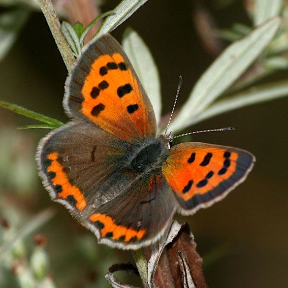 Lycaena SidebySide Butterfly Comparison