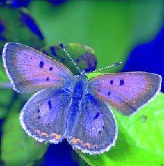 Lycaena epixanthe Butterflies of Canada Bog Copper Canadian Biodiversity