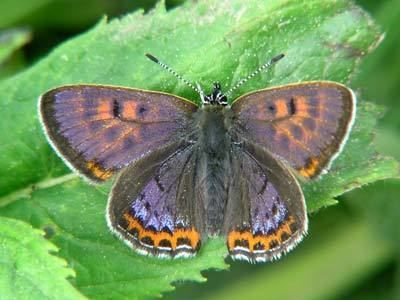 Lycaena helle Lycaena helle on euroButterflies by Matt Rowlings