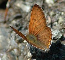 Lycaena mariposa httpsuploadwikimediaorgwikipediacommonsthu