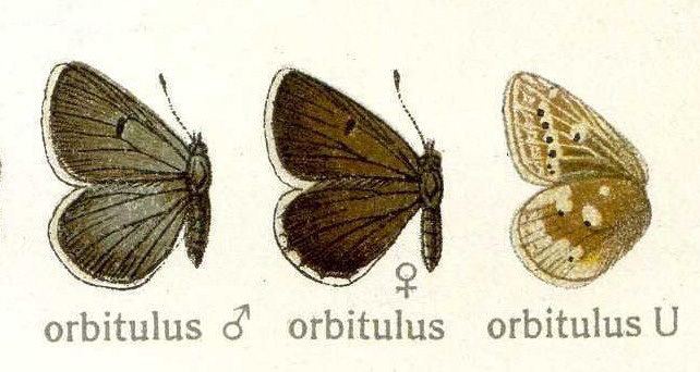 Lycaena orbitulus